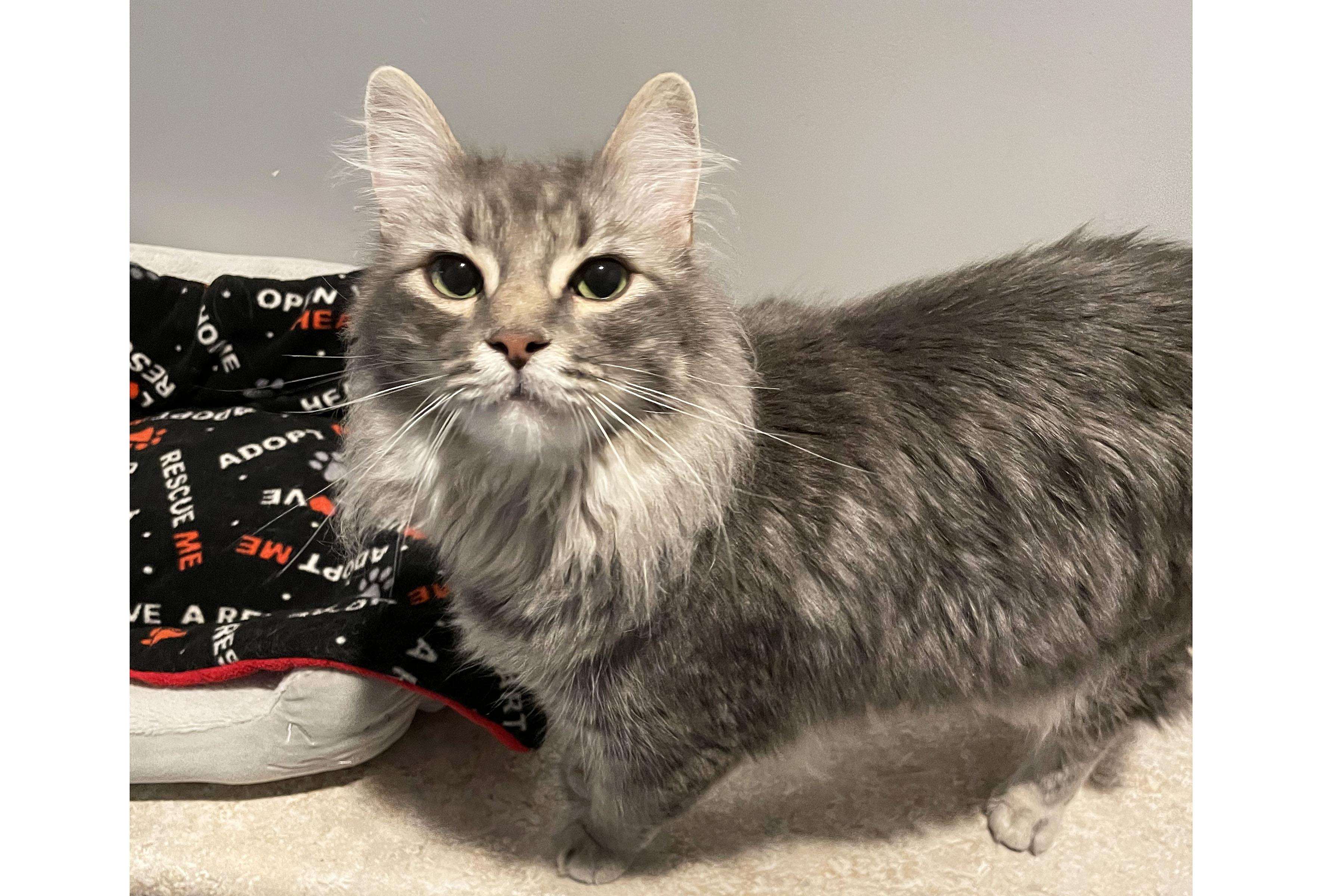 Enlarge Jangle, a Adoptable Domestic Medium Hair in Lincoln, NE image 2/3