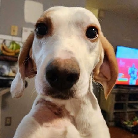 Enlarge 25-01918, a ADOPTABLE Hound in Fredericksburg, VA image 1/2