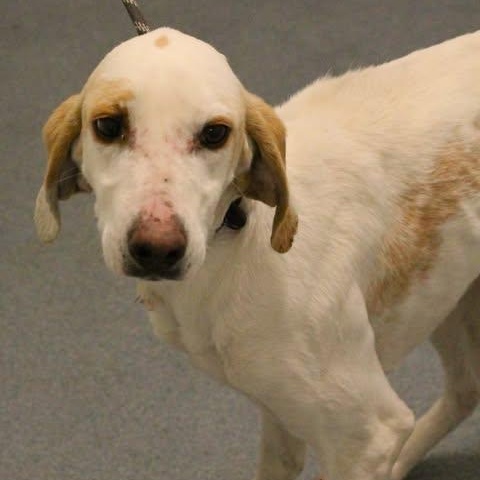 Enlarge 25-01918, a ADOPTABLE Hound in Fredericksburg, VA image 2/2