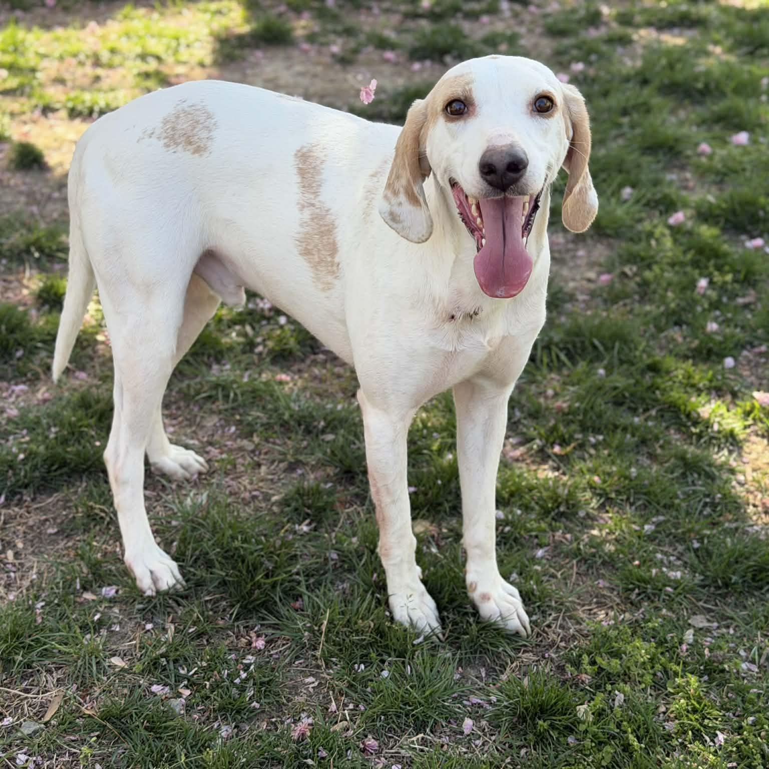 25-01918, ADOPTABLE, Adult Male Hound.