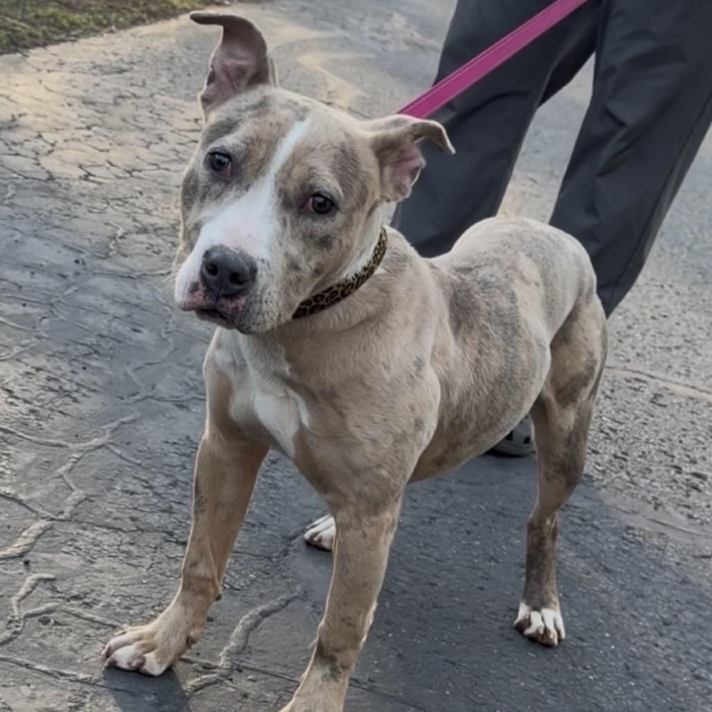 Lumi, Adoptable, Young Female Pit Bull Terrier.