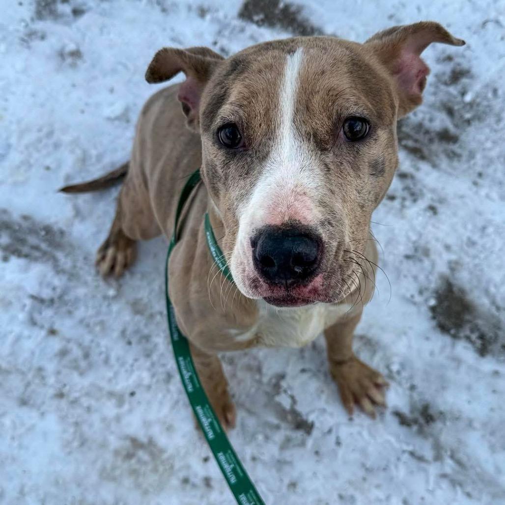 Lumi, Adoptable, Young Female Pit Bull Terrier.