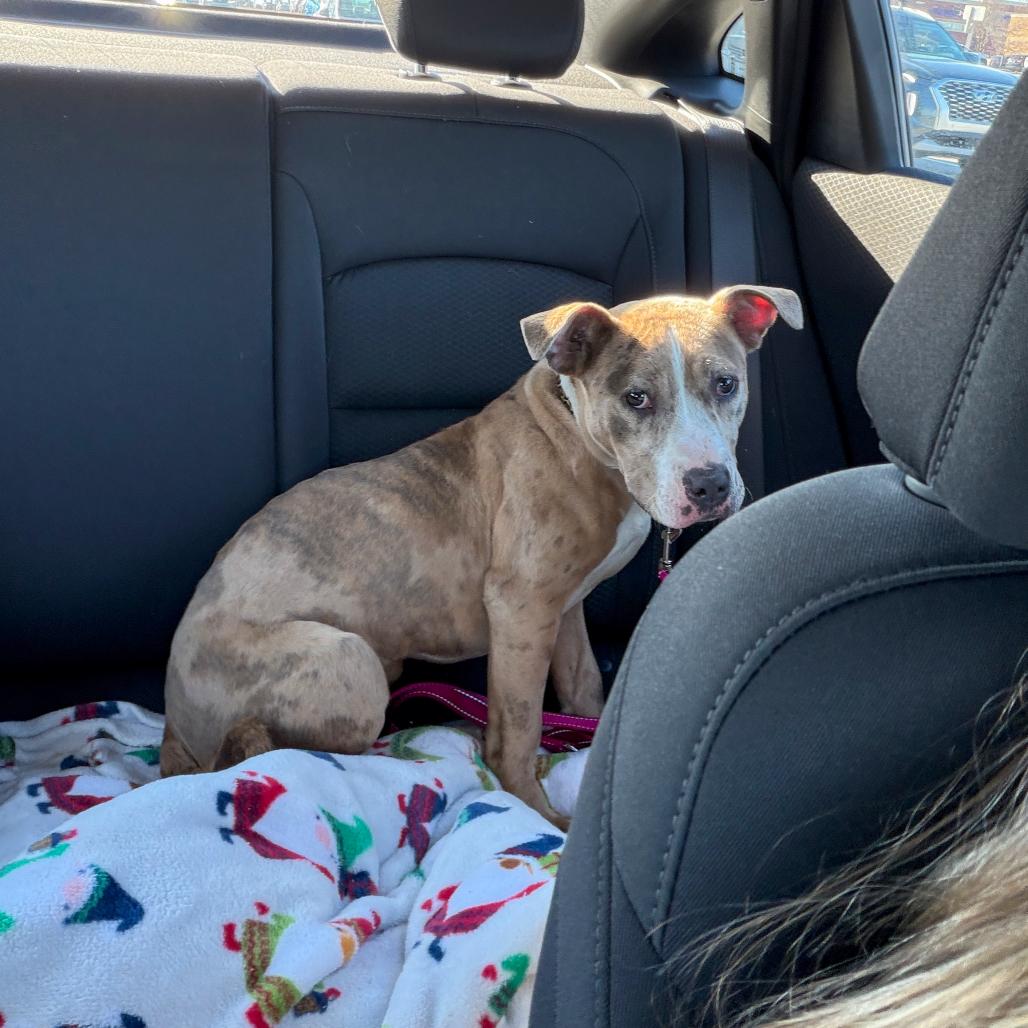 Lumi, a Adoptable Pit Bull Terrier in Valparaiso, IN image 3/5