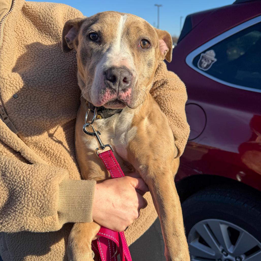 Lumi, a Adoptable Pit Bull Terrier in Valparaiso, IN image 4/5