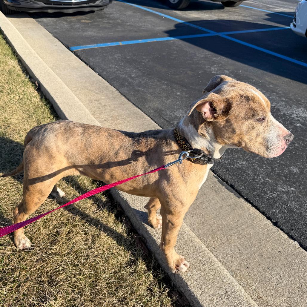 Lumi, a Adoptable Pit Bull Terrier in Valparaiso, IN image 5/5
