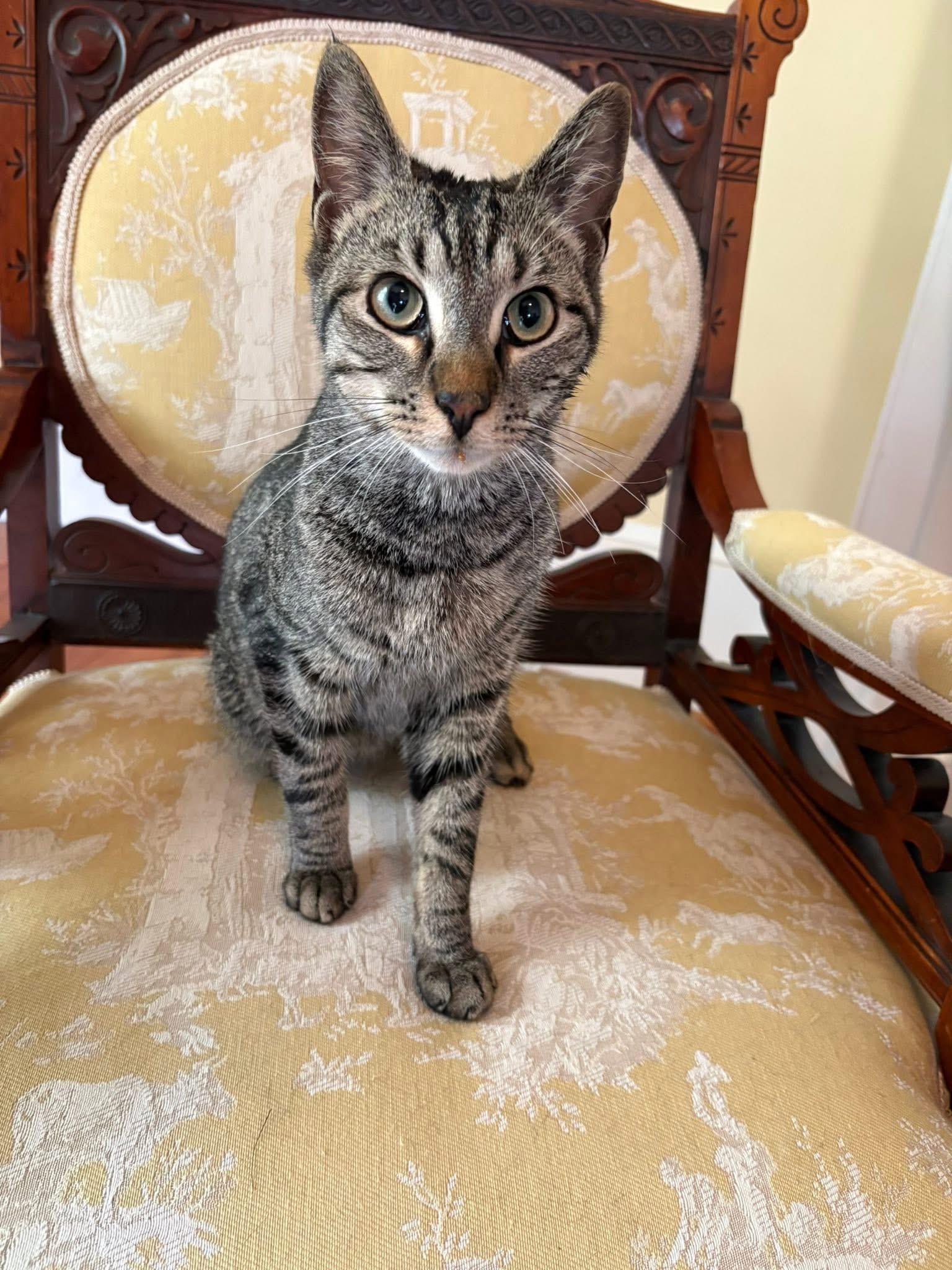 McSwain, Adult Male Domestic Short Hair