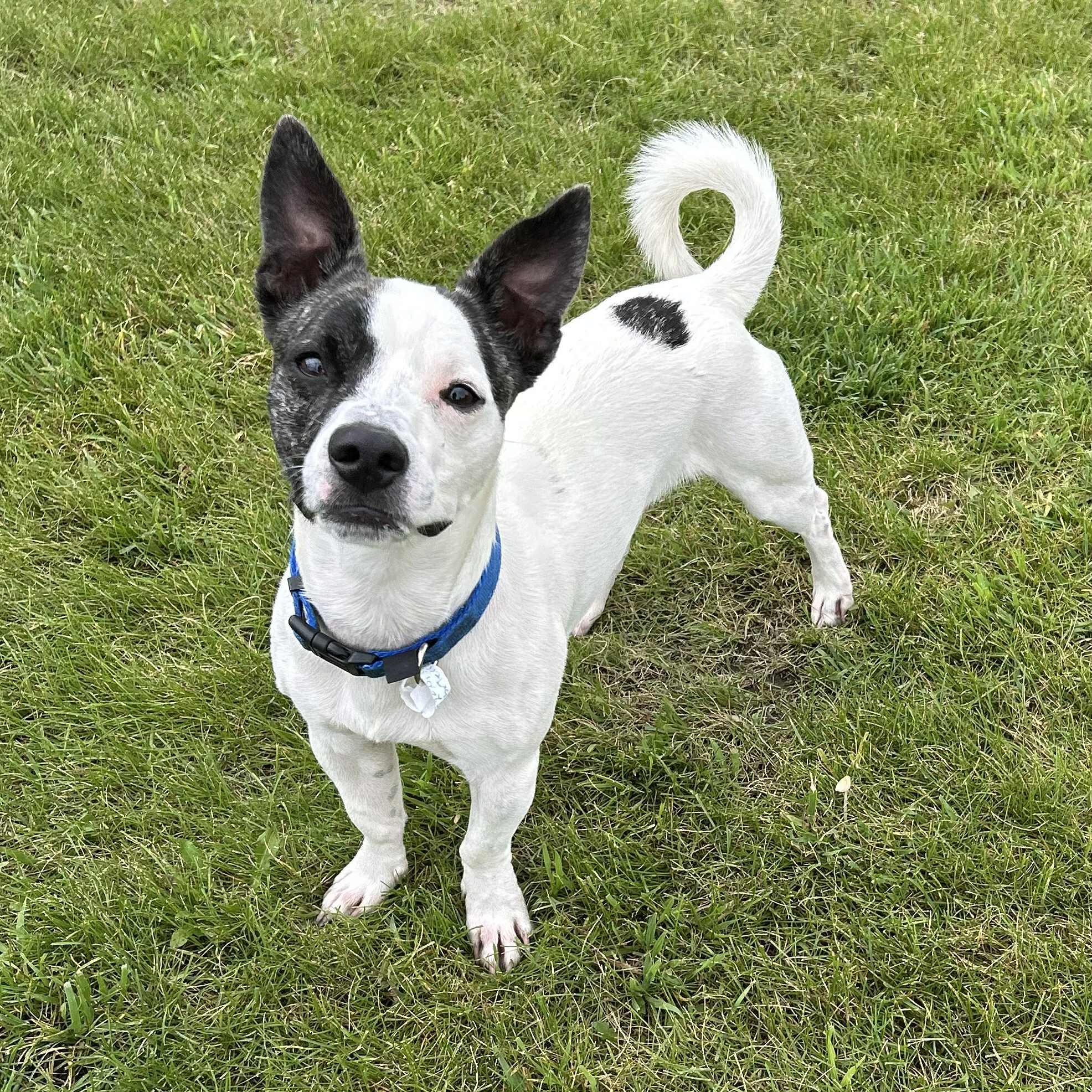 Gustaf (available soon), an adoptable Mixed Breed in Alexandria, MN, 56308 | Photo Image 3