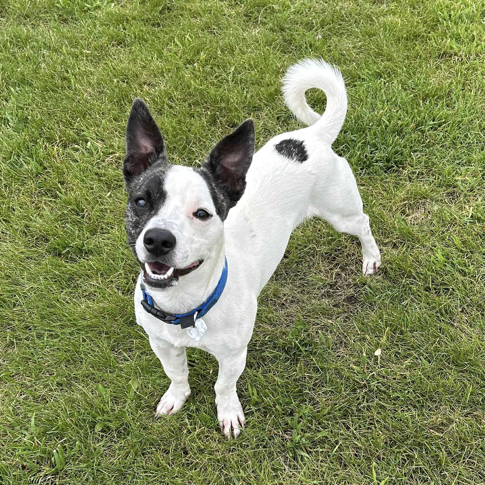Gustaf (available soon), an adoptable Mixed Breed in Alexandria, MN, 56308 | Photo Image 2