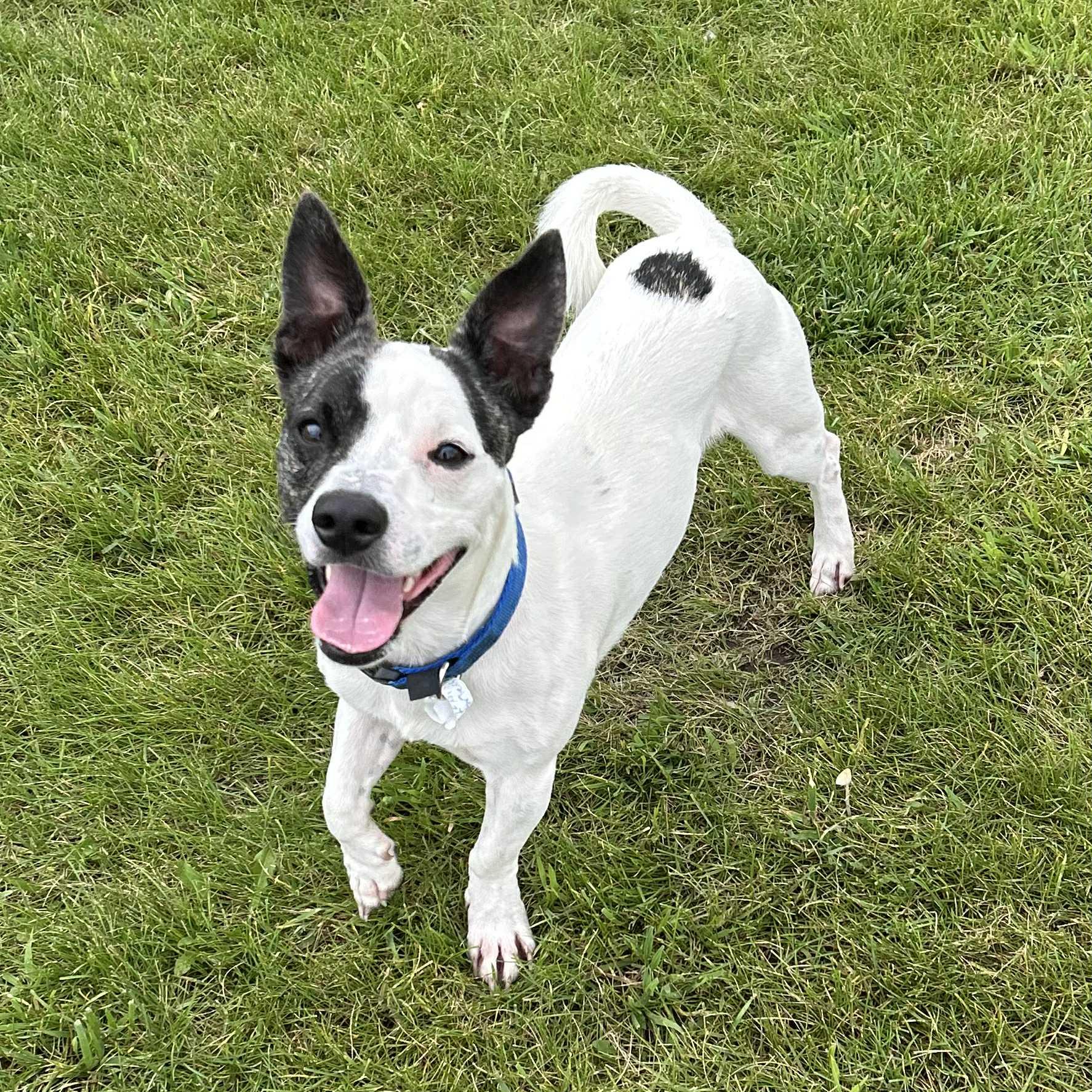 Gustaf (available soon), an adoptable Mixed Breed in Alexandria, MN, 56308 | Photo Image 1