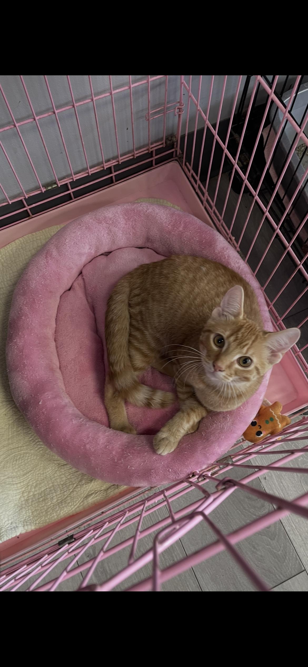 Shamrock, Adopted, Adult Male Tabby & Domestic Short Hair.