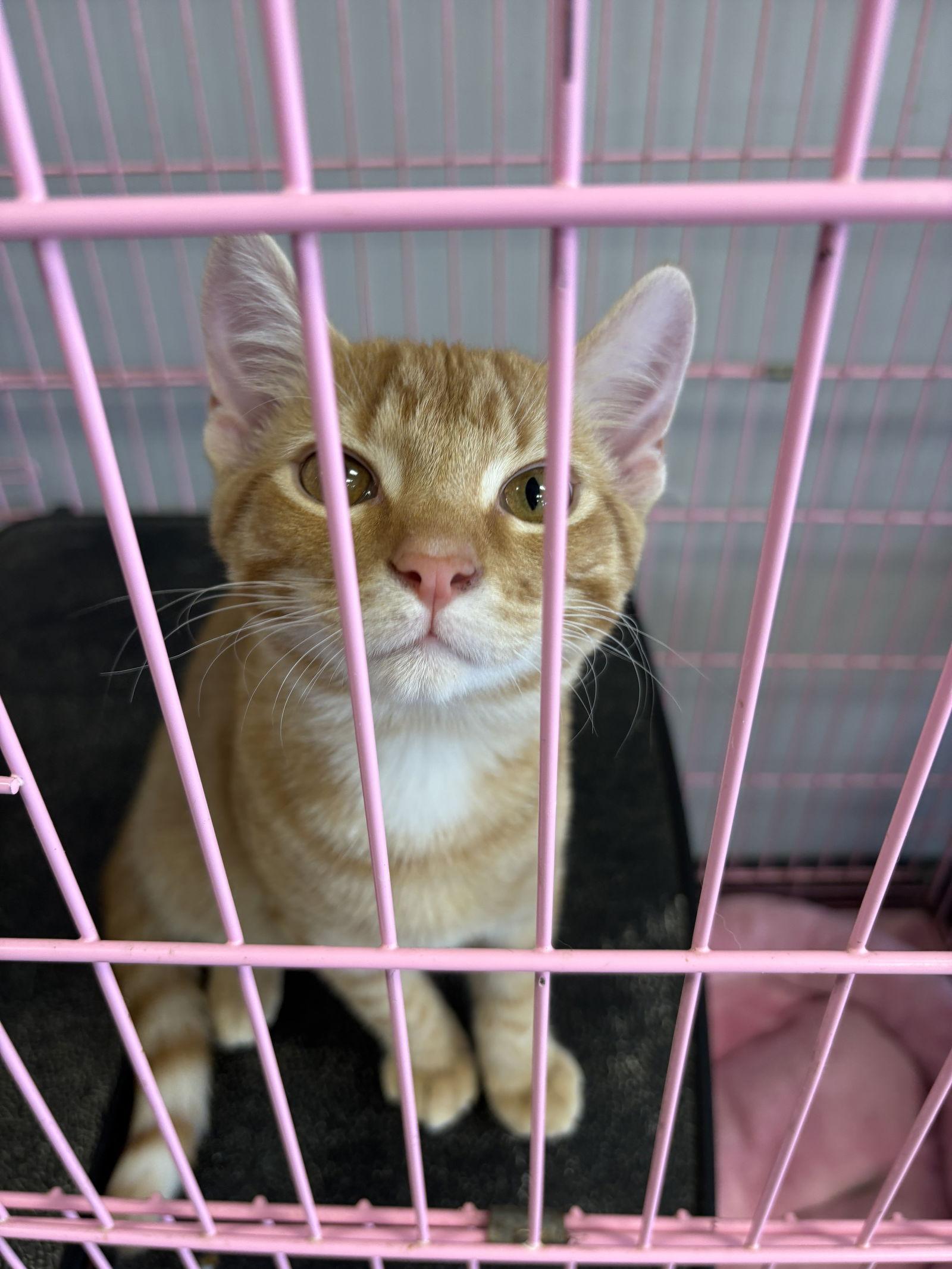 Enlarge Shamrock, a Adopted mixed breed in Georgetown, KY image 2/3