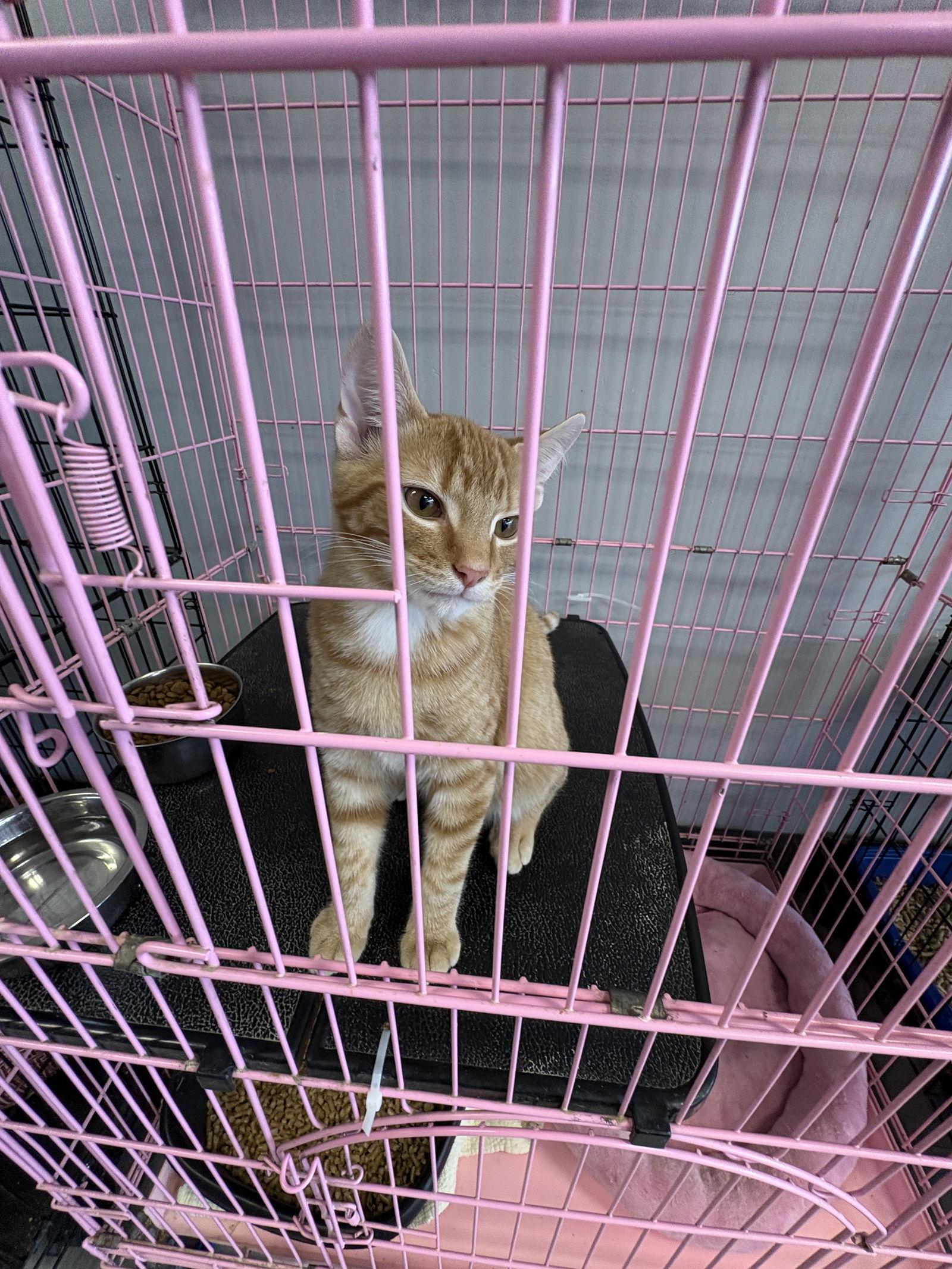 Enlarge Shamrock, a Adopted mixed breed in Georgetown, KY image 3/3