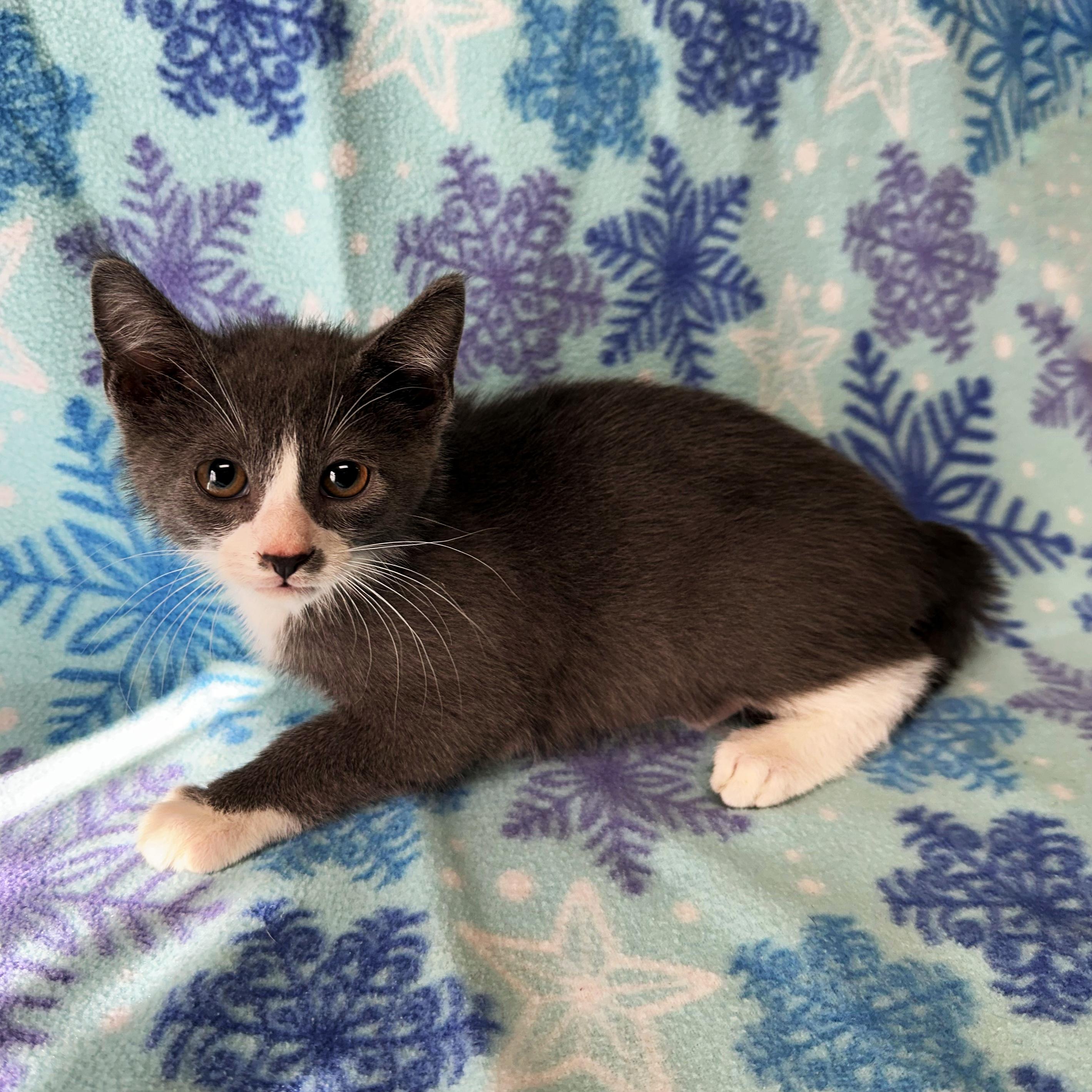 Enlarge Linen, a ADOPTABLE Domestic Short Hair in Valdosta, GA image 1/2
