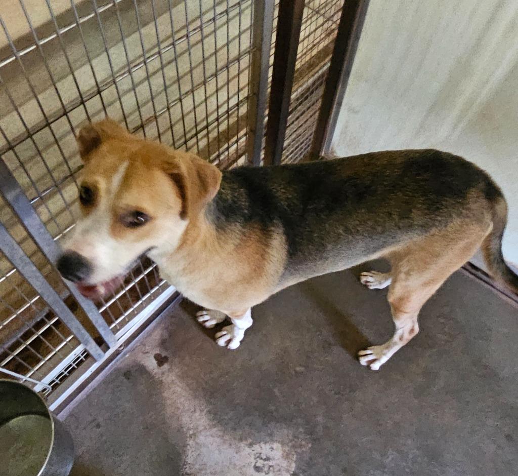 Enlarge Star, a Adoptable mixed breed in Tucumcari, NM image 1/6