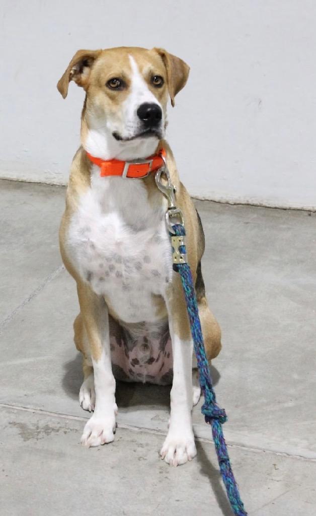 Star, Adoptable, Adult Male Labrador Retriever & Foxhound.