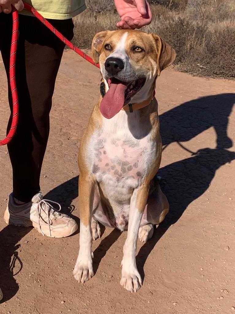 Enlarge Star, a Adoptable mixed breed in Tucumcari, NM image 4/6