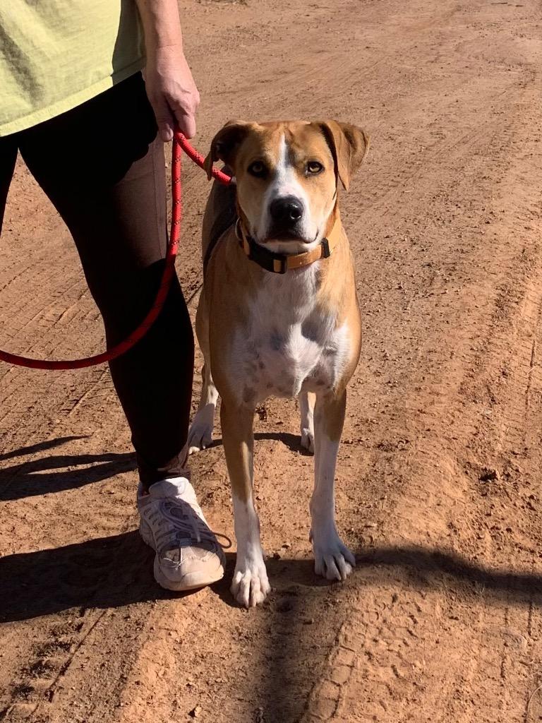 Enlarge Star, a Adoptable mixed breed in Tucumcari, NM image 5/6