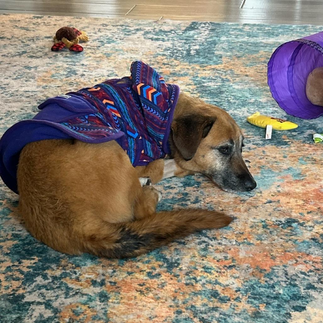 Becky, Adoptable, Senior Female Mixed Breed.