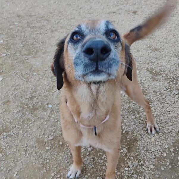 Becky, Adoptable, Senior Female Mixed Breed.