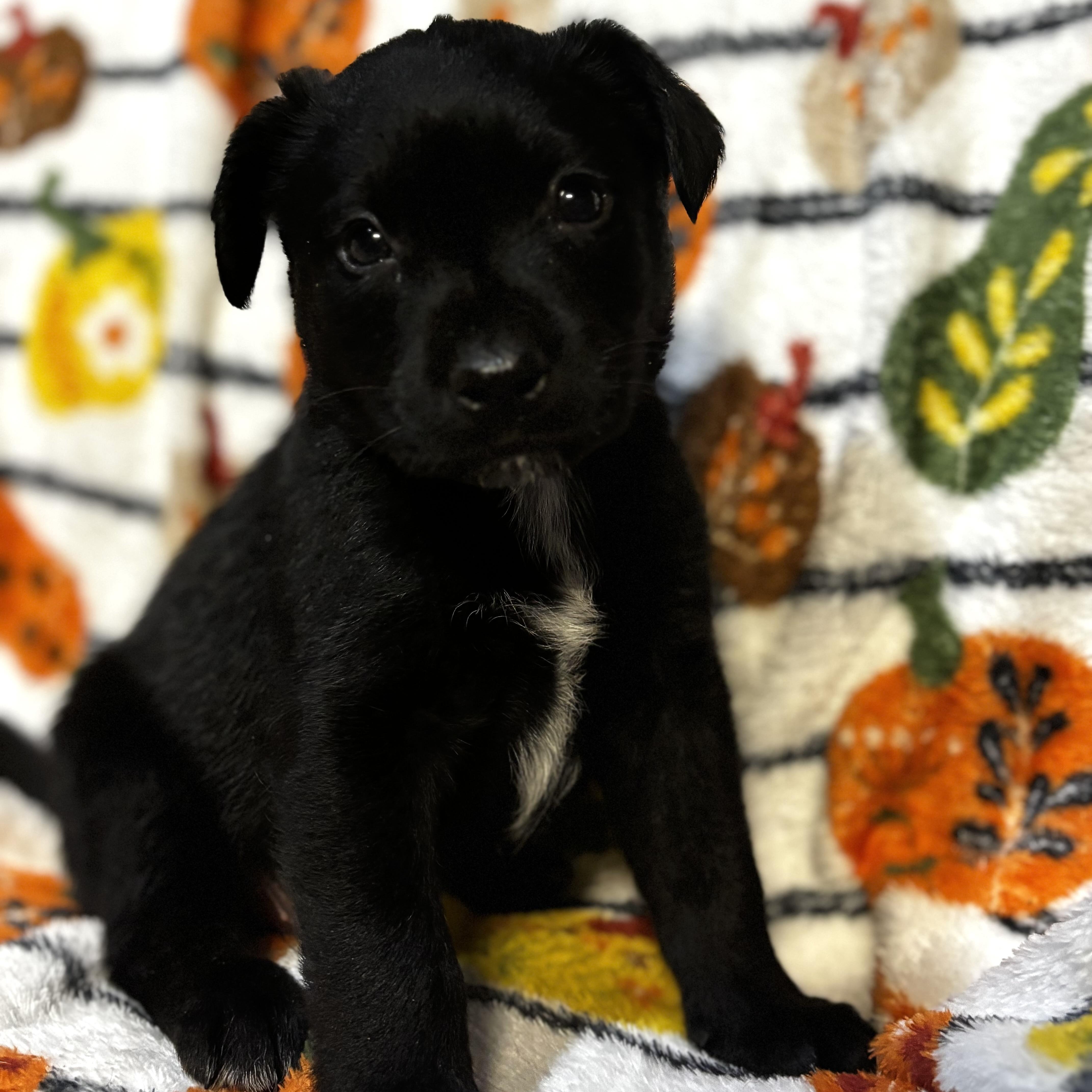 Enlarge Gregory, a Adoptable mixed breed in Latham, NY image 3/6