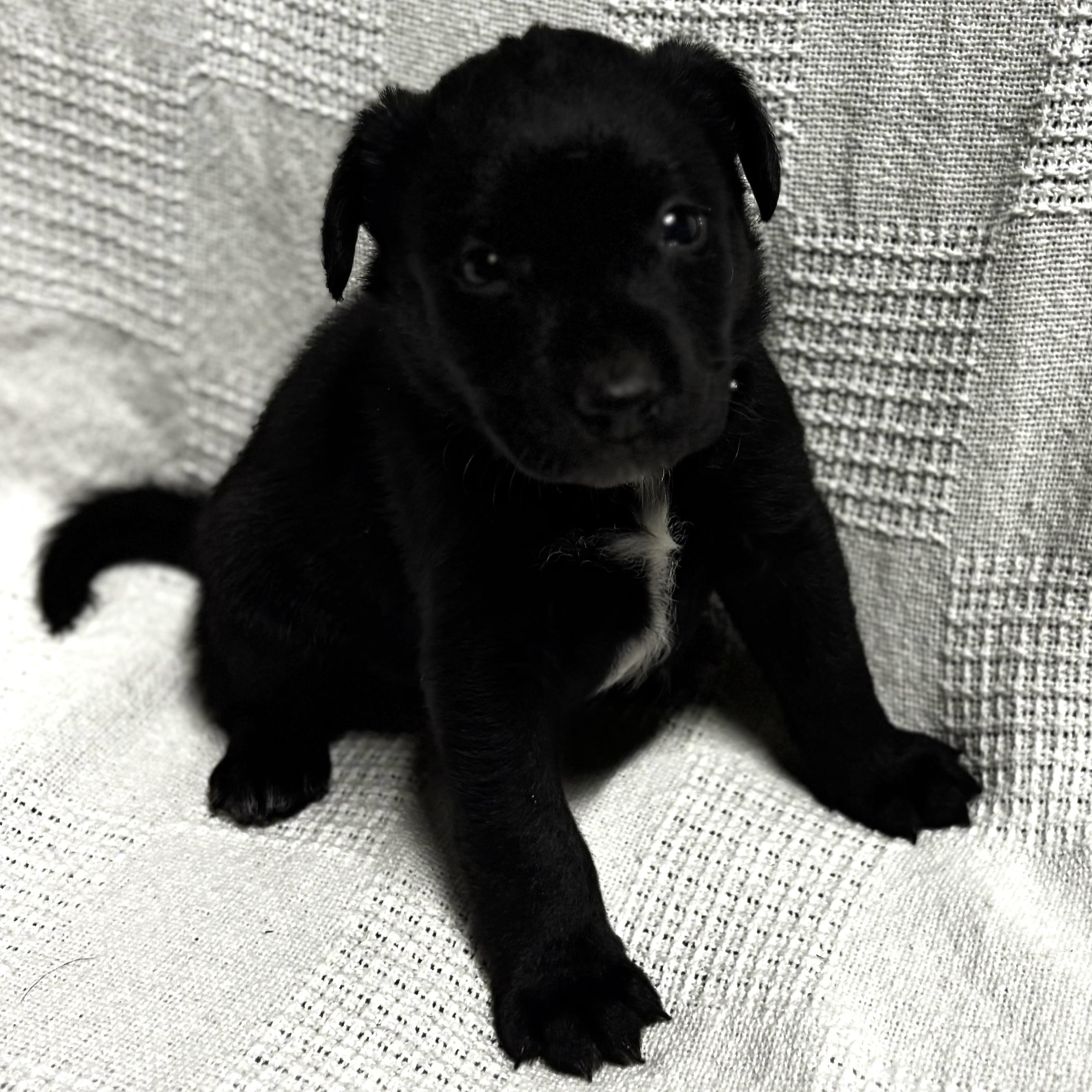 Enlarge Gregory, a Adoptable mixed breed in Latham, NY image 5/6
