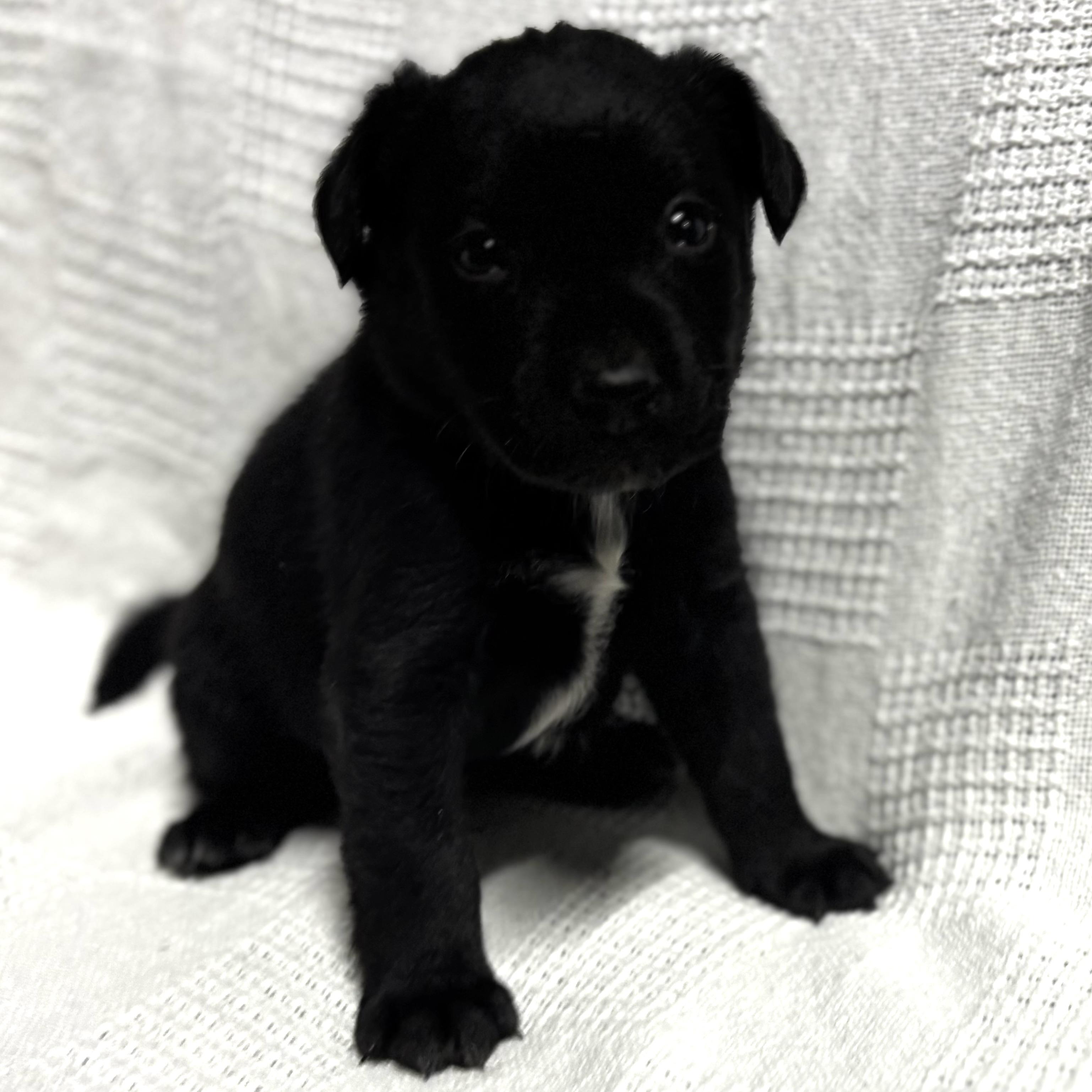 Enlarge Gregory, a Adoptable mixed breed in Latham, NY image 6/6