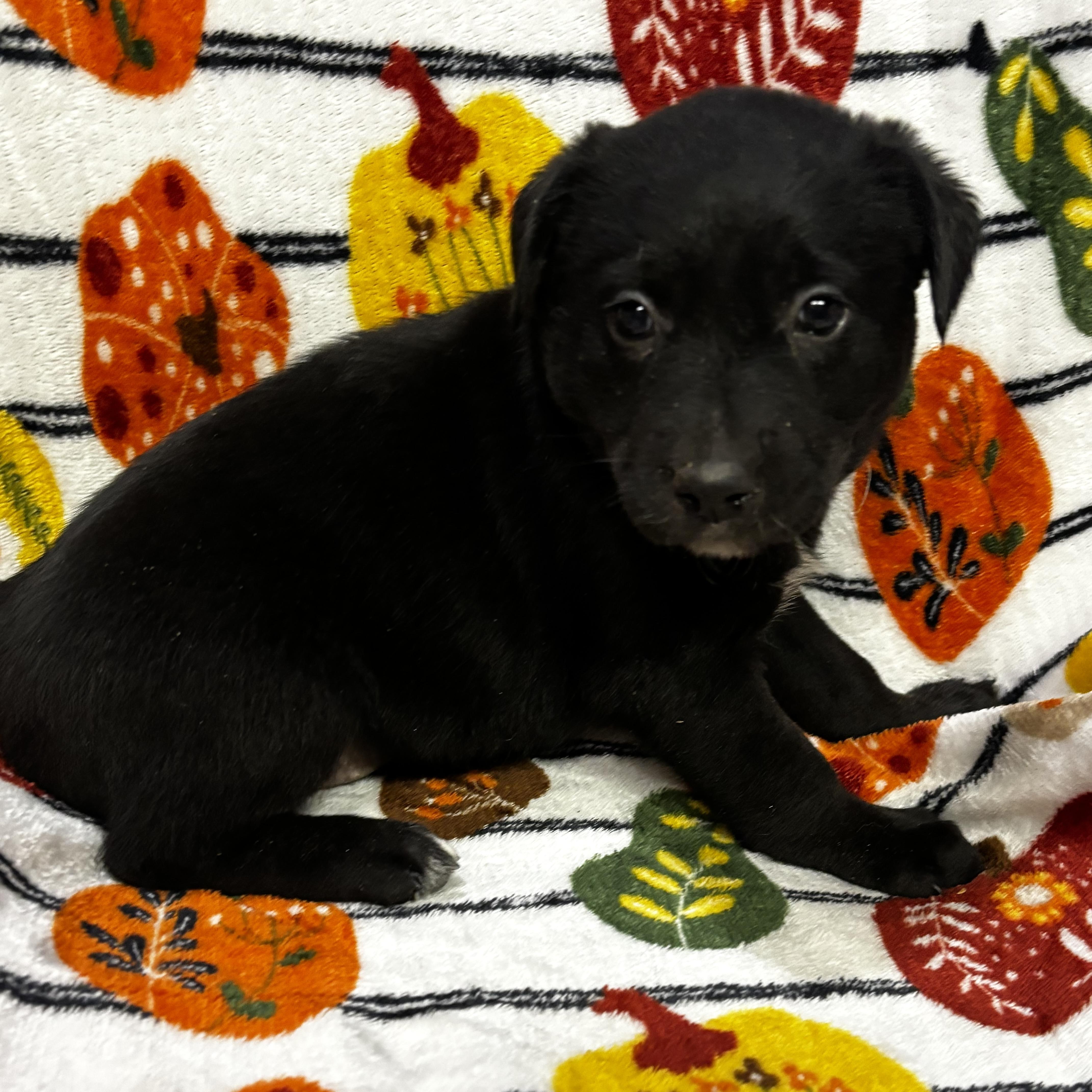 Enlarge Gregory, a Adoptable mixed breed in Latham, NY image 2/6