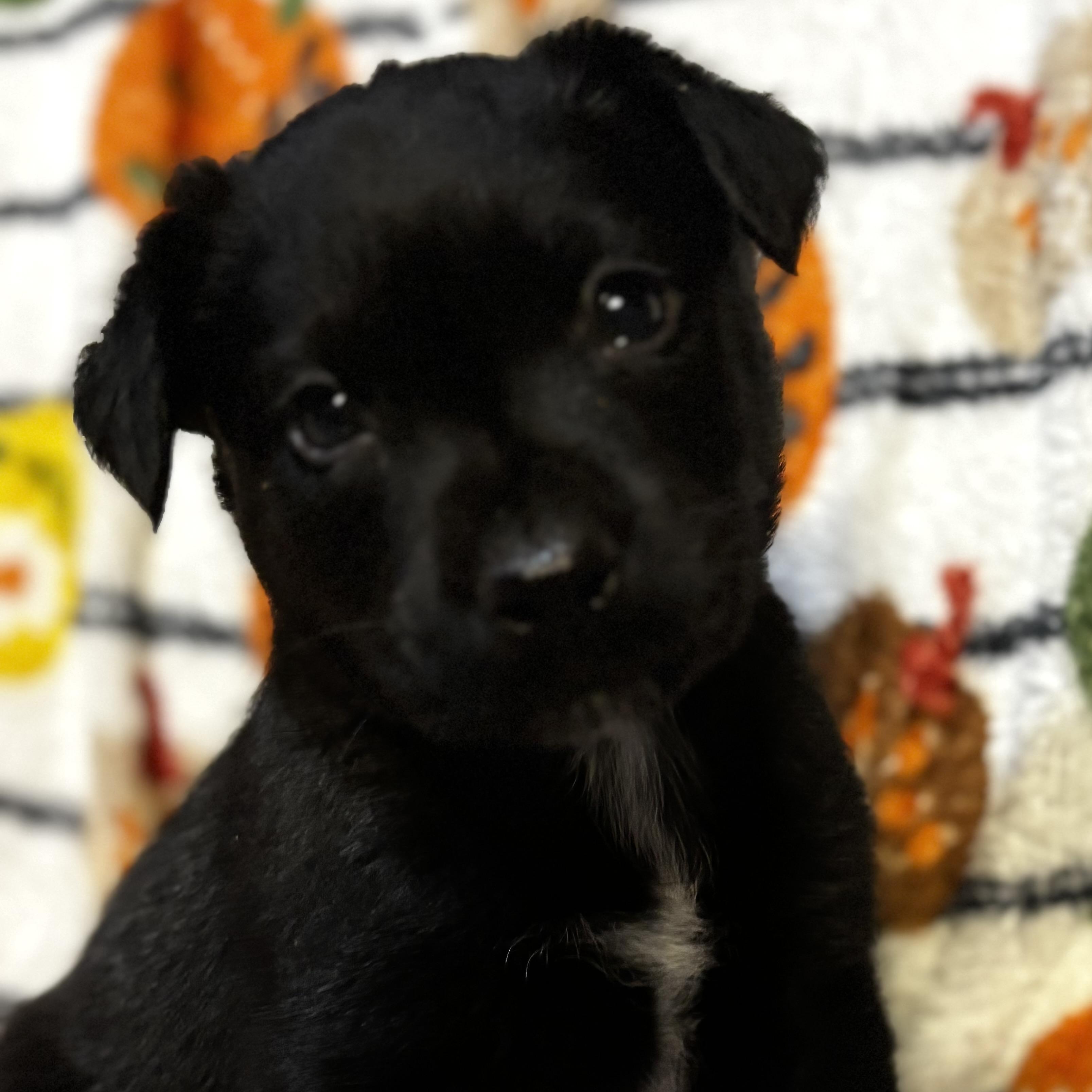 Gregory, Adoptable, Puppy Male Labrador Retriever & Australian Shepherd.