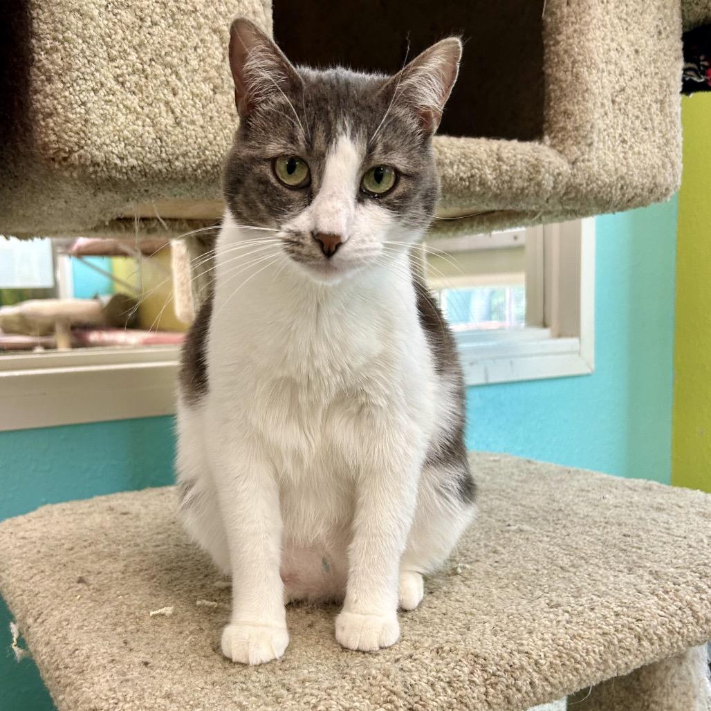 Feebas, a Adoptable Domestic Short Hair in Fresno, CA image 5/6