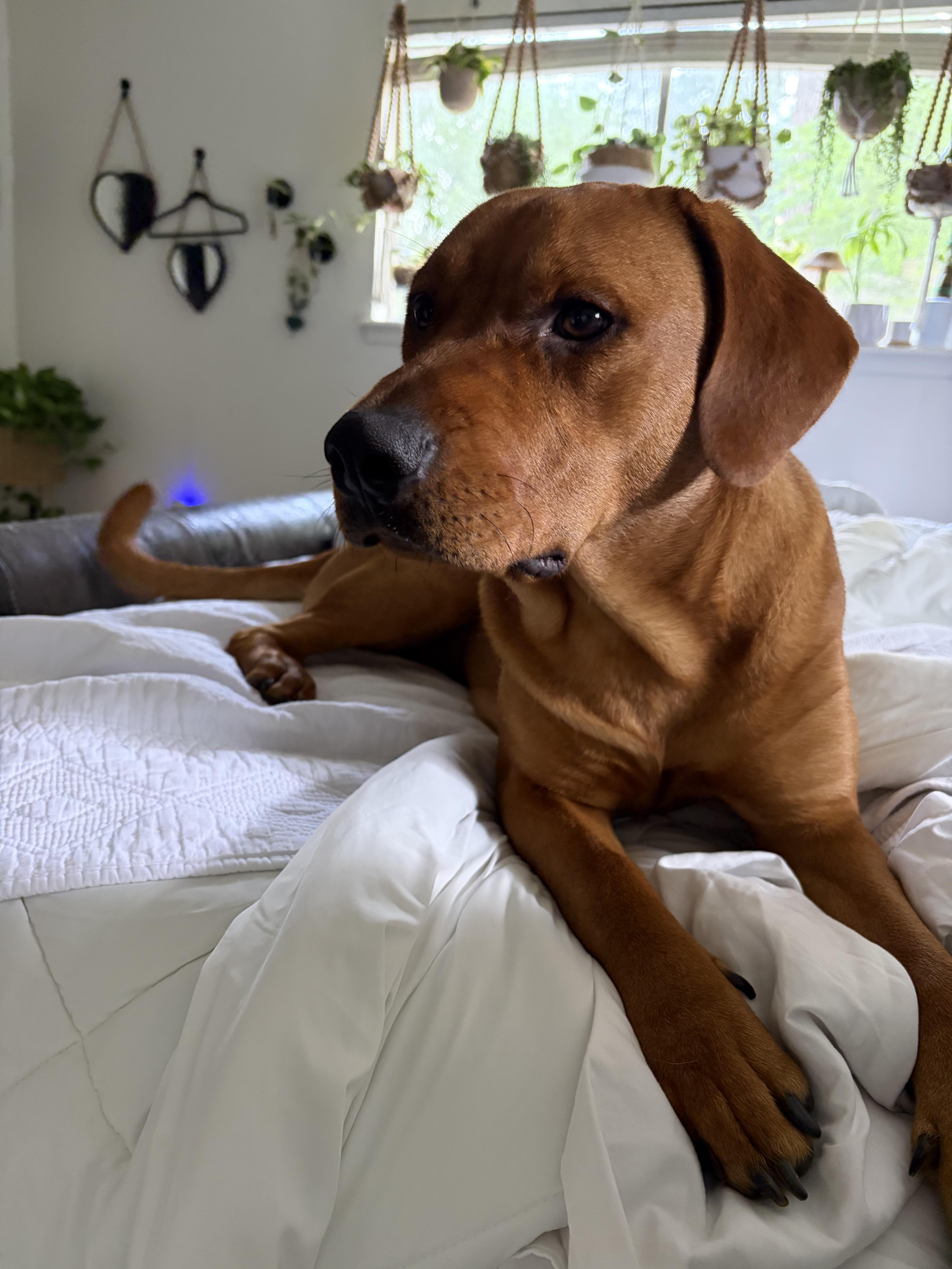 Ruby ( super friendly, house trained, crate trained, good with cats and dogs), adopted, Young Female Rhodesian Ridgeback & Chocolate Labrador Retriever.
