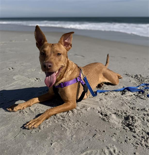 GINGER — thumbnail 2