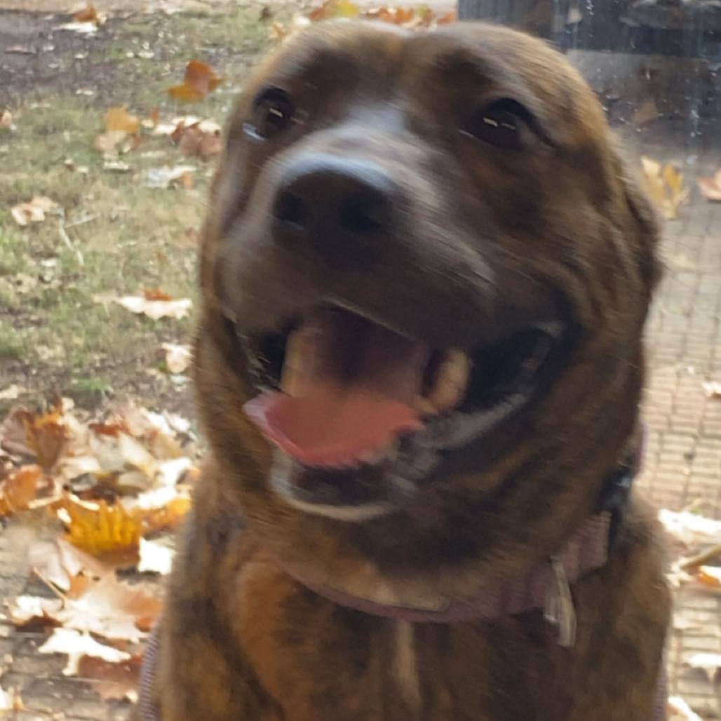 Nova, Adoptable, Adult Female Pit Bull Terrier & Mixed Breed.