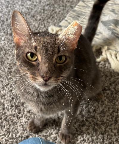 Enlarge Atlas, a Adoptable Domestic Short Hair in Lafayette, LA image 1/3