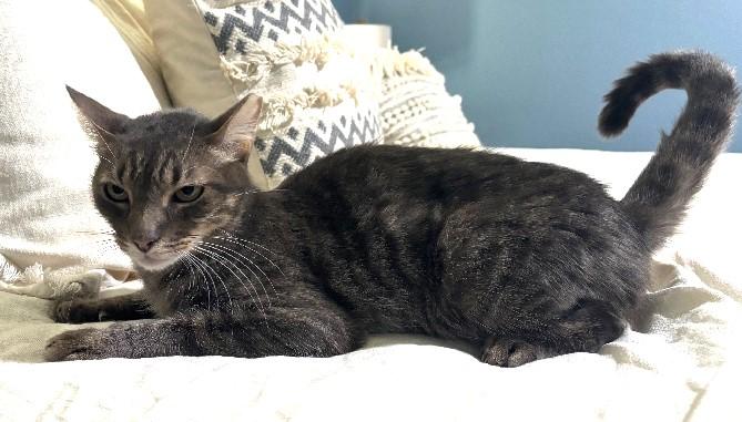 Enlarge Atlas, a Adoptable Domestic Short Hair in Lafayette, LA image 2/3