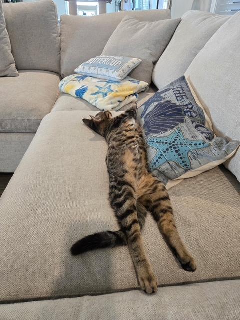 Enlarge Suki (female) & Thor (male), a Adoptable Domestic Short Hair in Little River, SC image 6/6