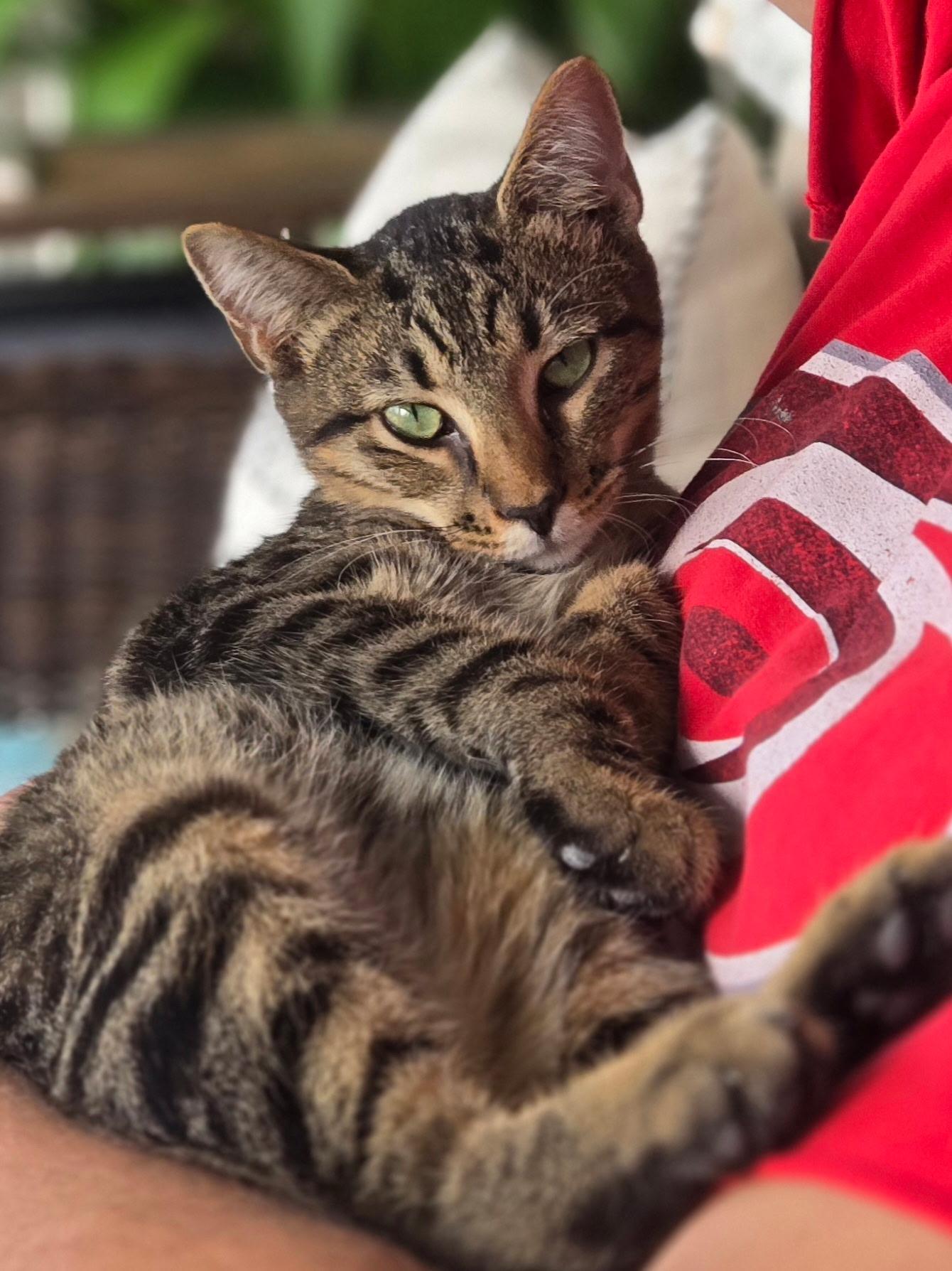 Suki (female) & Thor (male), Adoptable, Young Male Domestic Short Hair.