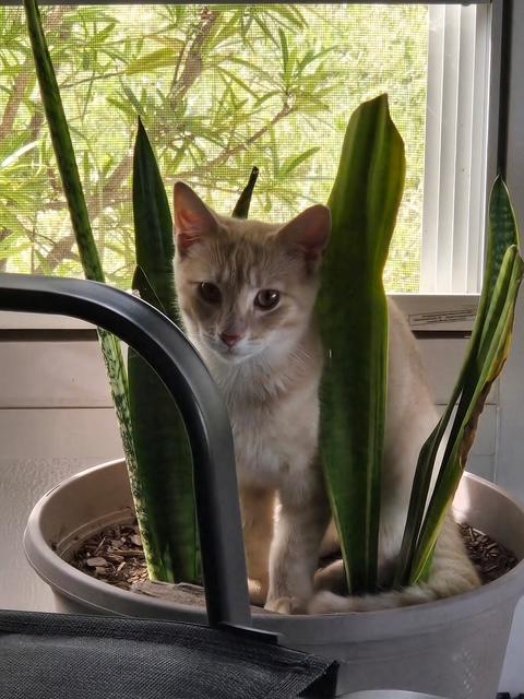 Suki (female) & Thor (male)