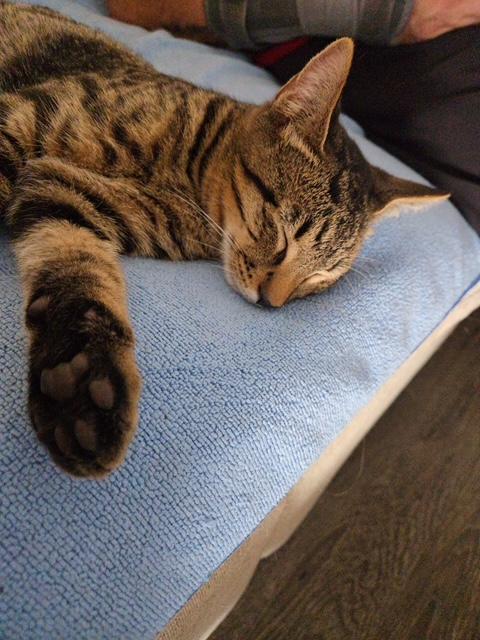 Suki (female) & Thor (male)