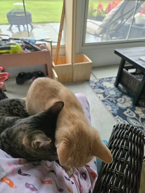 Enlarge Suki (female) & Thor (male), a Adoptable Domestic Short Hair in Little River, SC image 3/6