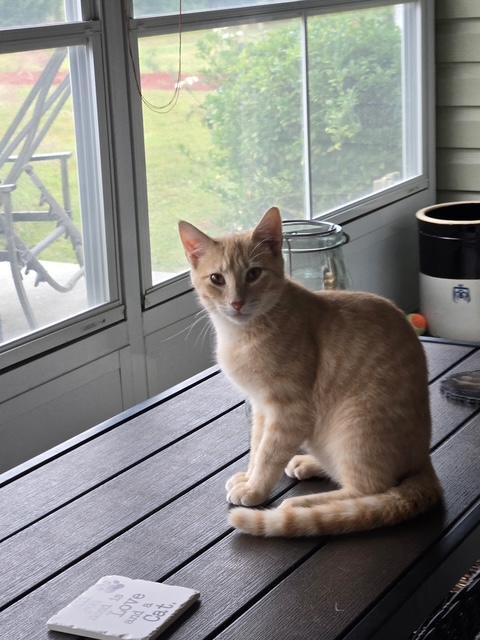 Enlarge Suki (female) & Thor (male), a Adoptable Domestic Short Hair in Little River, SC image 4/6