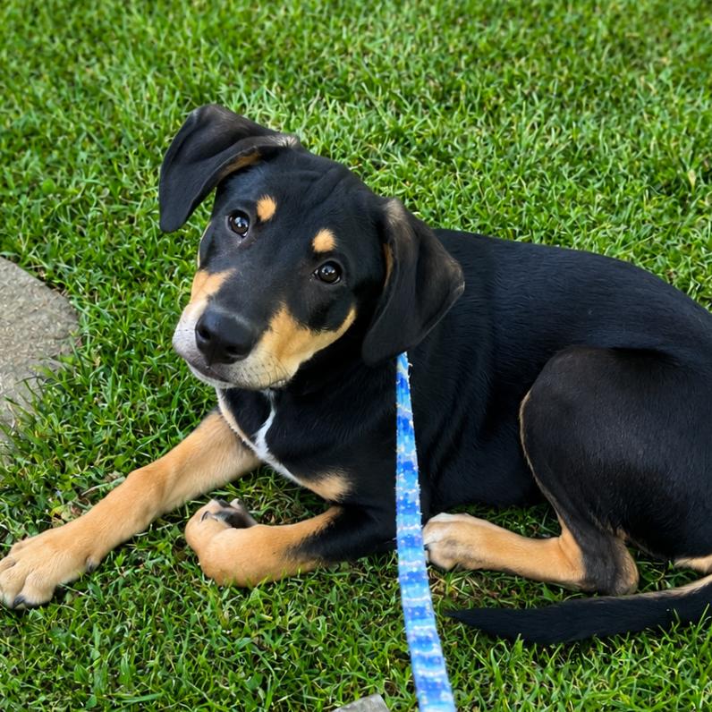 Cornelius, Adoptable, Puppy Male Doberman Pinscher & Mixed Breed.