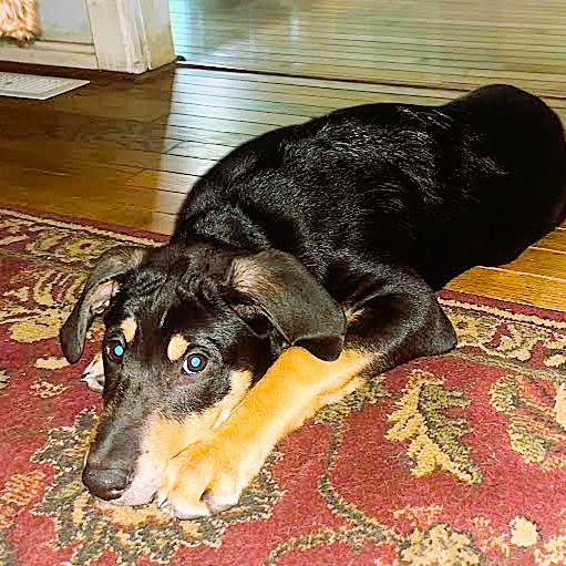 Enlarge Cornelius, a Adoptable mixed breed in Silver Spring, MD image 2/6