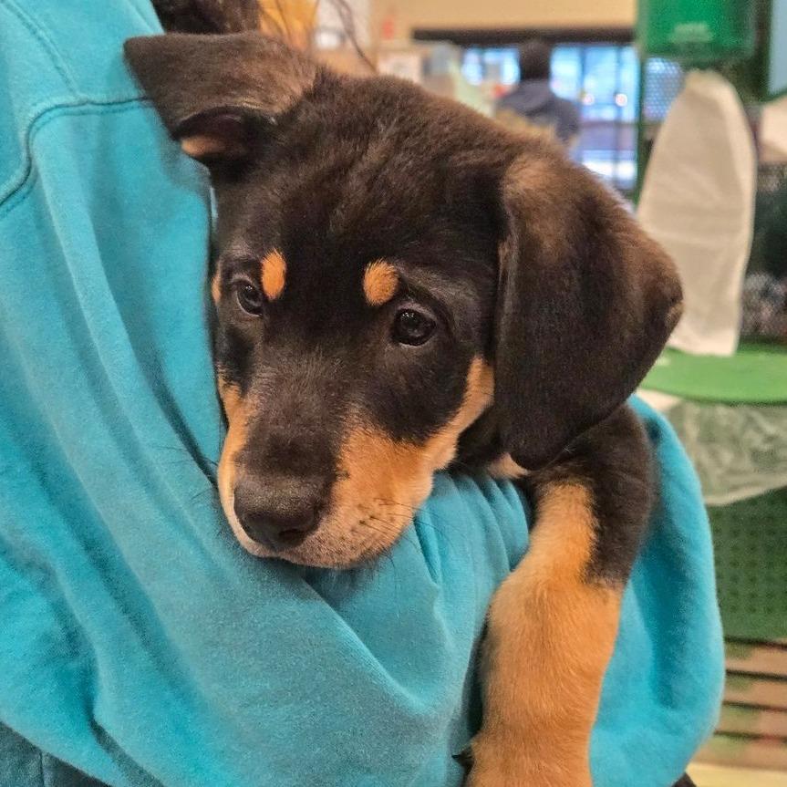 Enlarge Cornelius, a Adoptable mixed breed in Silver Spring, MD image 4/6