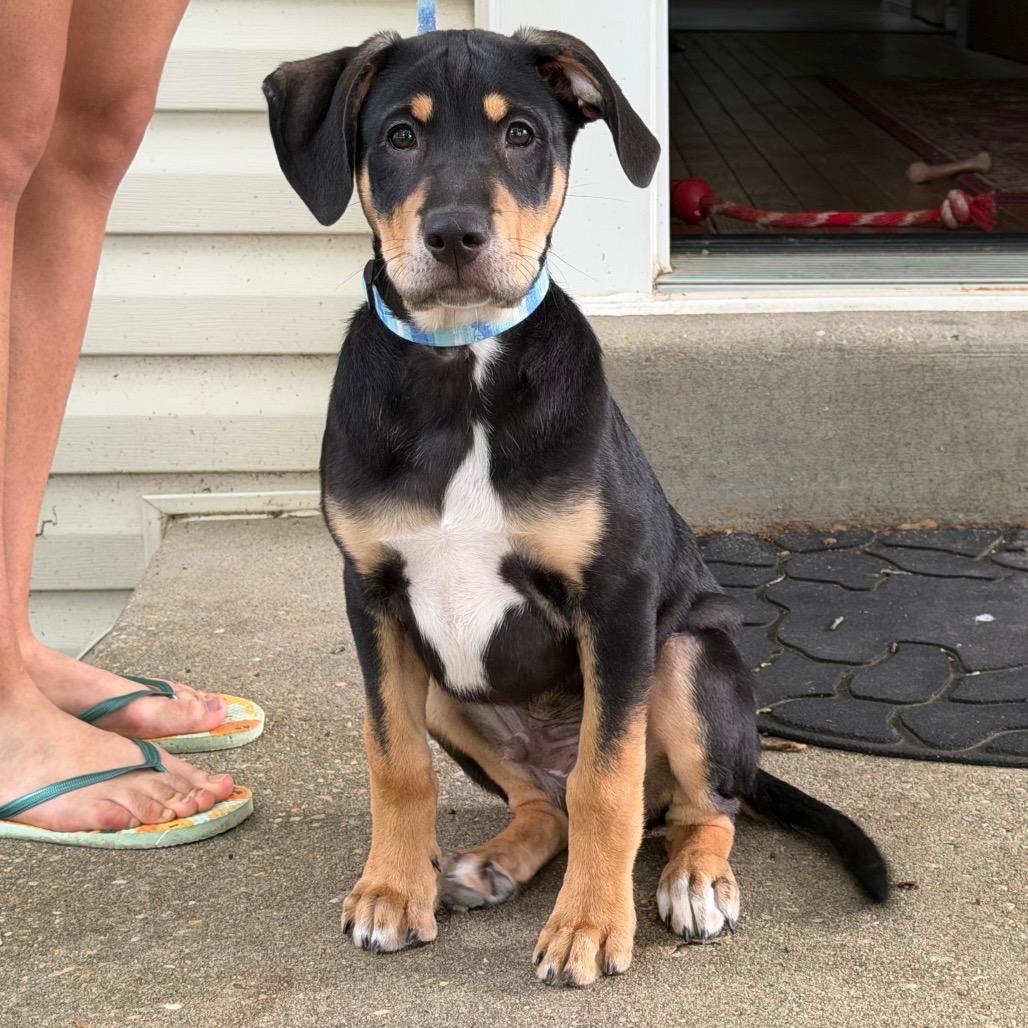 Enlarge Cornelius, a Adoptable mixed breed in Silver Spring, MD image 5/6