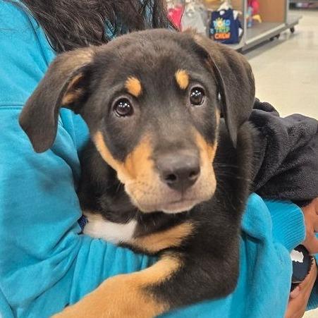 Enlarge Cornelius, a Adoptable mixed breed in Silver Spring, MD image 6/6