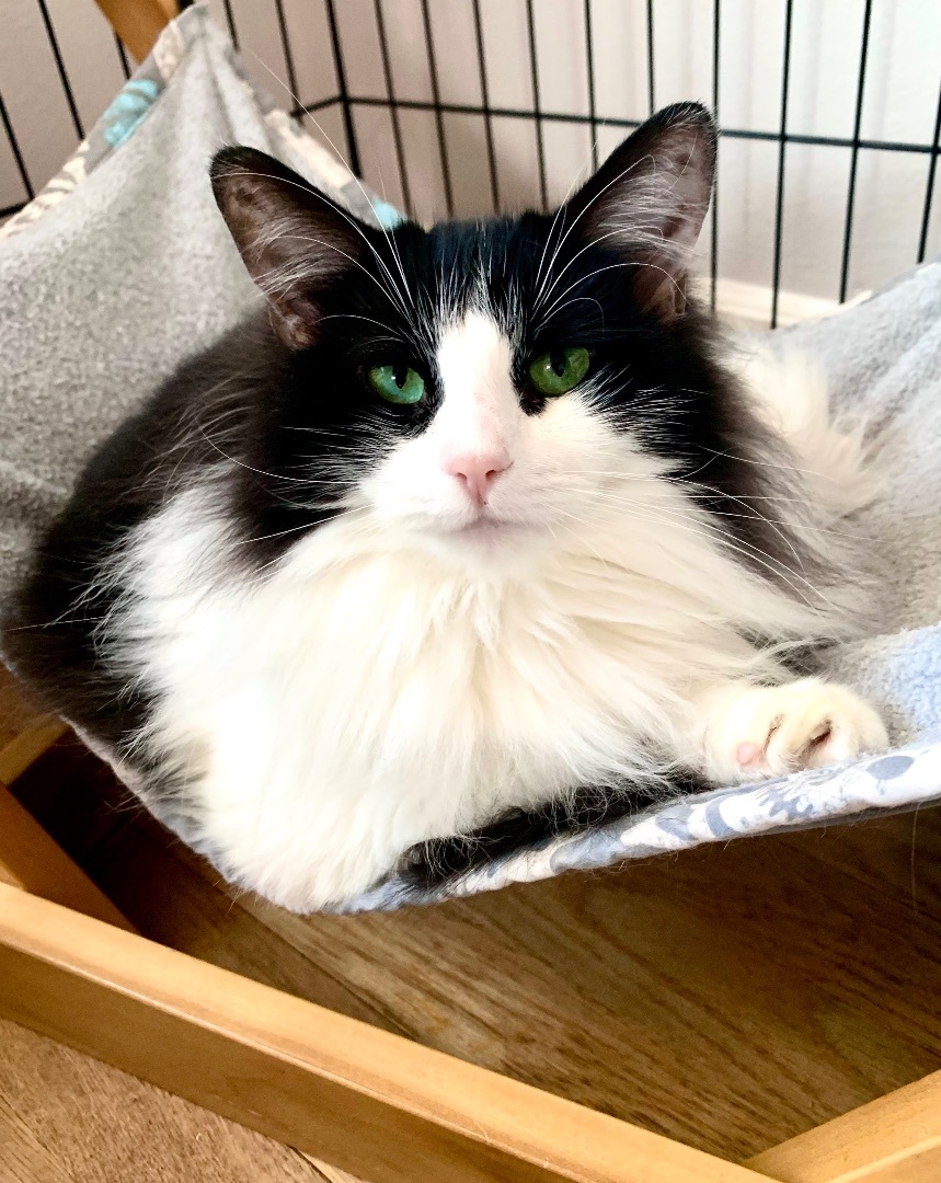 Enlarge Oakland, a Adoptable Domestic Long Hair in Los Alamitos, CA image 4/4