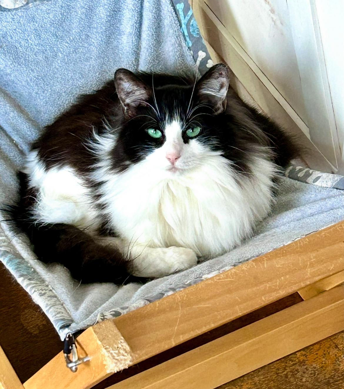 Enlarge Oakland, a Adoptable Domestic Long Hair in Los Alamitos, CA image 1/4