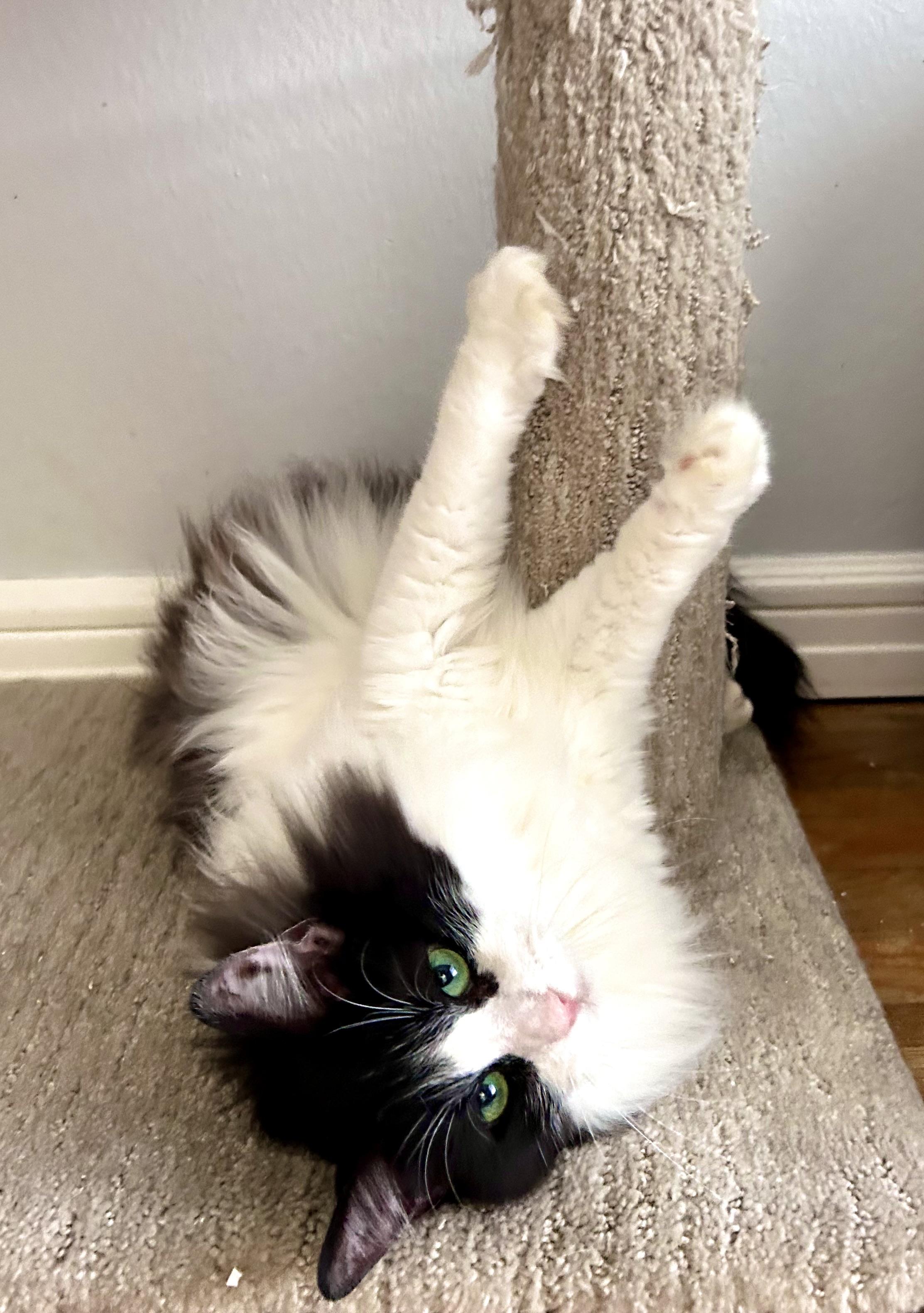 Enlarge Oakland, a Adoptable Domestic Long Hair in Los Alamitos, CA image 2/4