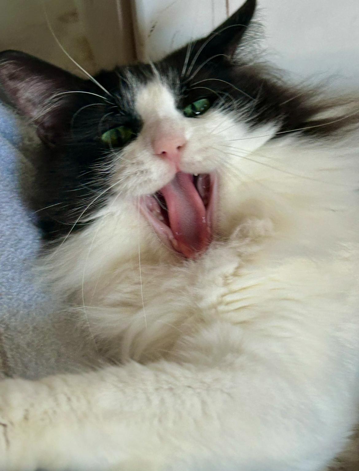 Enlarge Oakland, a Adoptable Domestic Long Hair in Los Alamitos, CA image 3/4