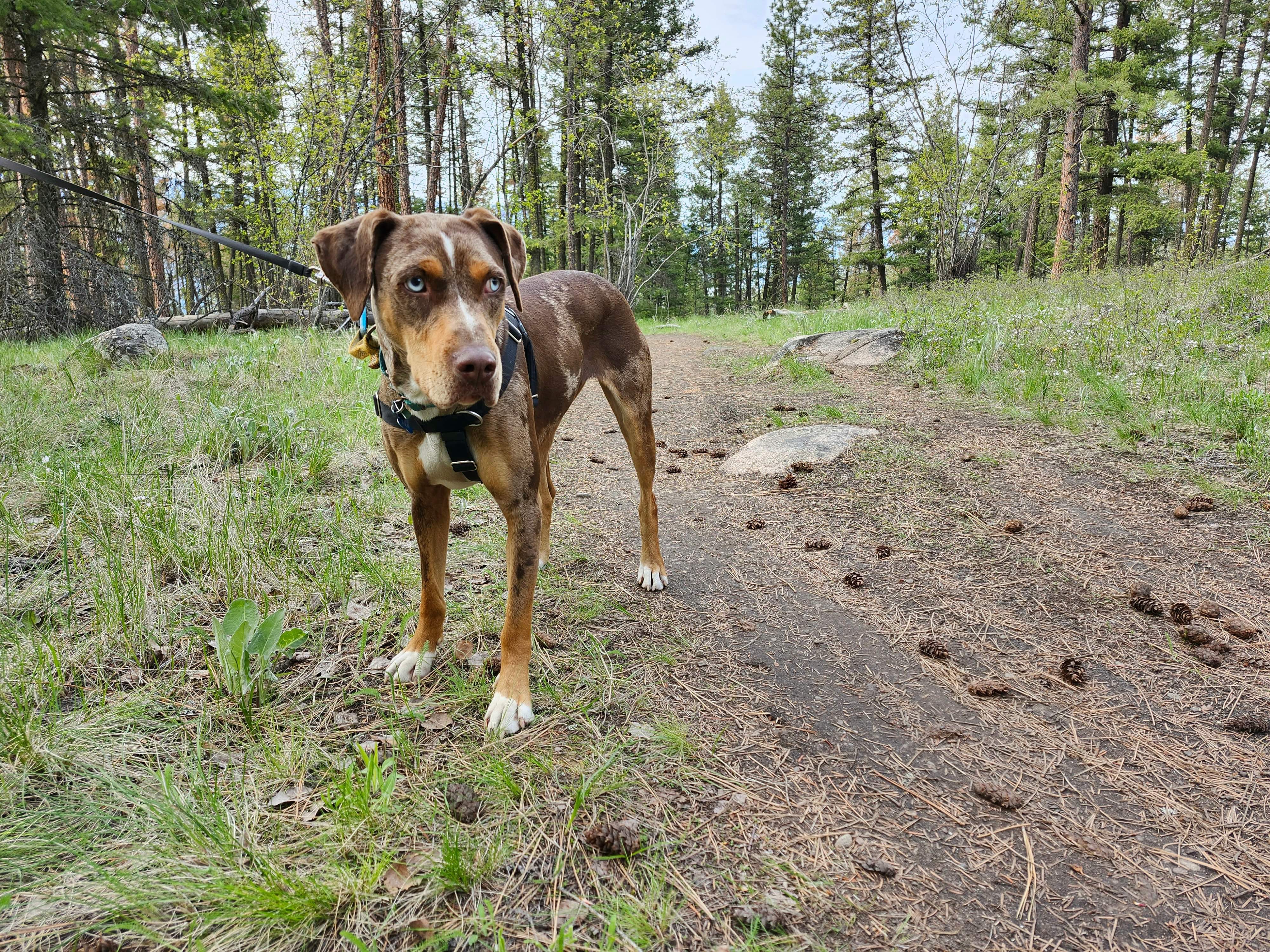 PIA - JJ (Fall Creek Oregon), Adopted, Adult Female Catahoula Leopard Dog.